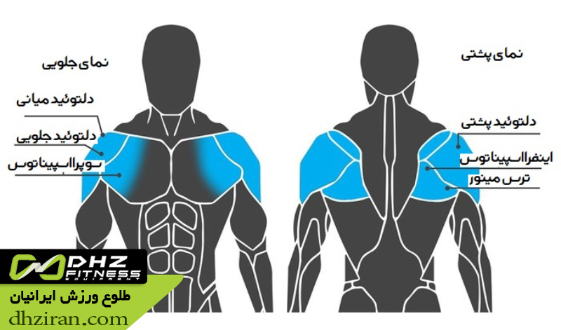 عضلات بالا تنه و نقش هر کدام در تمرین بدنسازی عضلات قفسه سینه 	